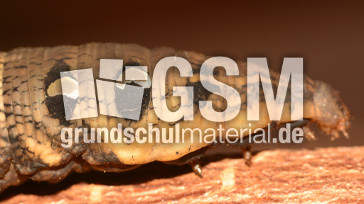 Mittlerer Weinschwärmer (10).jpg